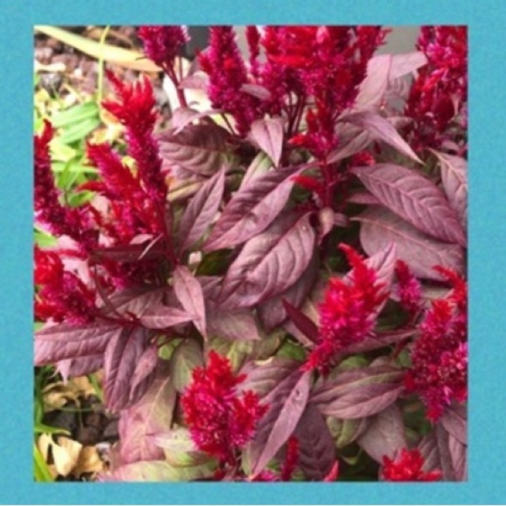 ☀️SPRING FEVER? 🌺 3 packs of Crested Cockscomb seeds +1 FREE PACK WITH ANY ORDER